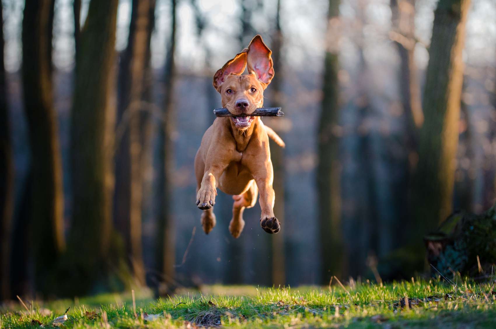 hund-springt-mit-stock-im-mund