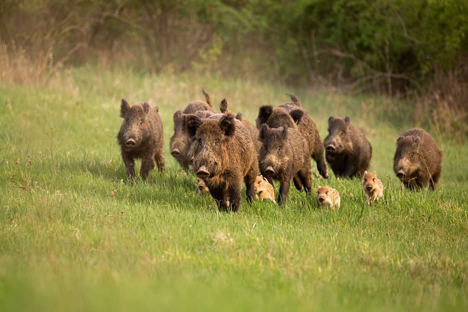 wildschweine-auf-wiese